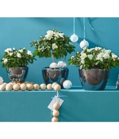 Zimmerazalee - Rhododendron Simsii, Stämmchen 21 Zimmerazalee - Rhododendron Simsii, Stämmchen -Gartenpflanzen Verkauf 8205148 8205171 8205379 82005148 PR MO 020 AzaleenAzaleaT12UveSauer