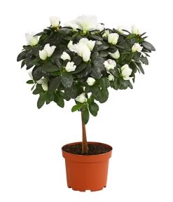 Zimmerazalee - Rhododendron Simsii, Stämmchen 13 Zimmerazalee - Rhododendron Simsii, Stämmchen -Gartenpflanzen Verkauf 8205171 PR FS 003 AzaleeAzaleaStammT13DehnerExpressHerzig