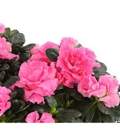 Zimmerazalee - Rhododendron Simsii, Stämmchen 16 Zimmerazalee - Rhododendron Simsii, Stämmchen -Gartenpflanzen Verkauf 8205171 WE DE 001 AzaleeAzaleaStammT13DehnerExpressHerzig