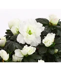 Zimmerazalee - Rhododendron Simsii, Stämmchen 18 Zimmerazalee - Rhododendron Simsii, Stämmchen -Gartenpflanzen Verkauf 8205171 WE DE 003 AzaleeAzaleaStammT13DehnerExpressHerzig