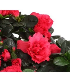 Zimmerazalee - Rhododendron Simsii, Stämmchen 19 Zimmerazalee - Rhododendron Simsii, Stämmchen -Gartenpflanzen Verkauf 8205171 WE DE 004 AzaleeAzaleaStammT13DehnerExpressHerzig