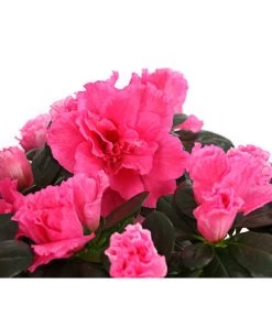 Zimmerazalee - Rhododendron Simsii, Stämmchen 20 Zimmerazalee - Rhododendron Simsii, Stämmchen -Gartenpflanzen Verkauf 8205171 WE DE 005 AzaleeAzaleaStammT13DehnerExpressHerzig