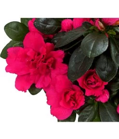 Zimmerazalee - Rhododendron Simsii, Stämmchen 17 Zimmerazalee - Rhododendron Simsii, Stämmchen -Gartenpflanzen Verkauf 8205171 WE DE 02 AzaleeAzaleaStammT13DehnerExpressHerzig