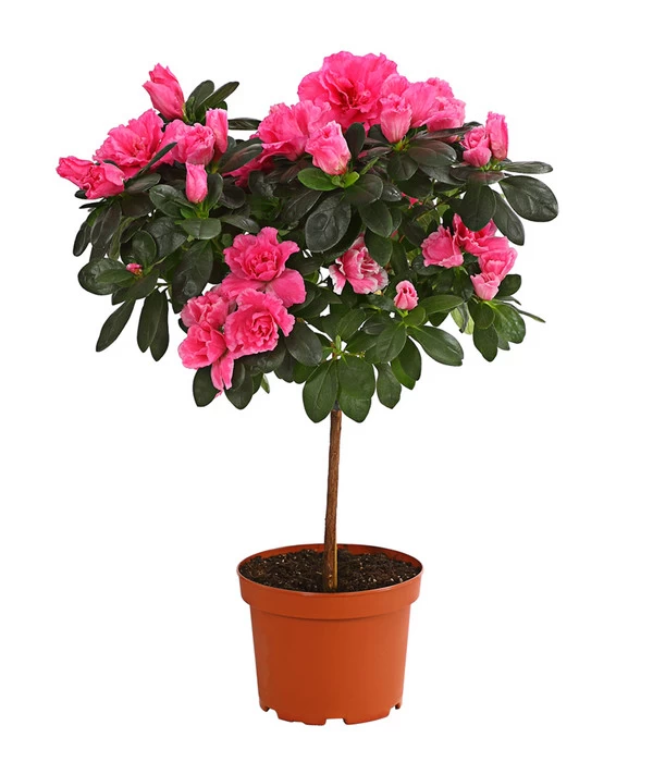 Zimmerazalee - Rhododendron Simsii, Stämmchen 1 Zimmerazalee - Rhododendron Simsii, Stämmchen