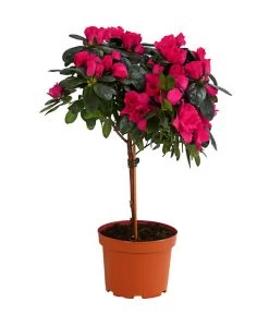 Gartenpflanzen Verkauf -Gartenpflanzen Verkauf 8205171 WE FS 002 AzaleeAzaleaStammT13DehnerExpressHerzig