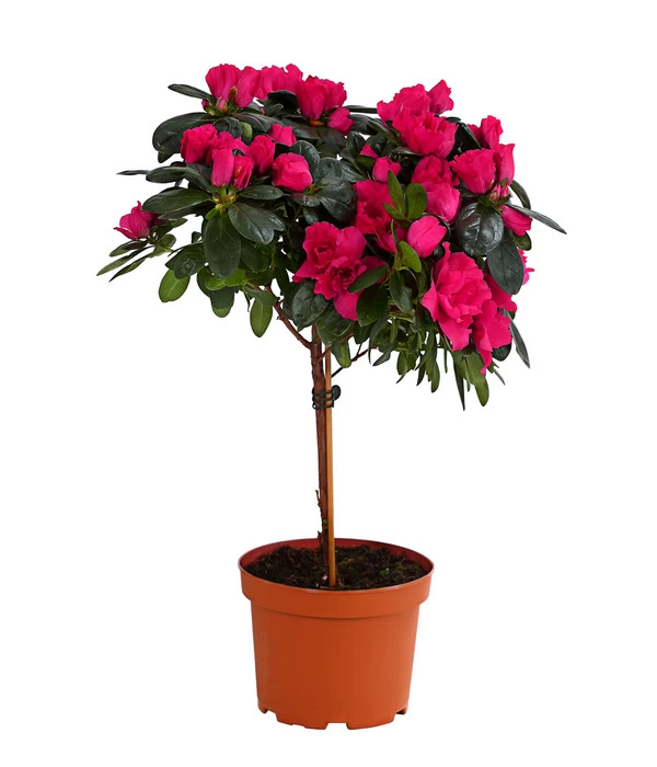 Zimmerazalee - Rhododendron Simsii, Stämmchen 2 Zimmerazalee - Rhododendron Simsii, Stämmchen – Bild 2