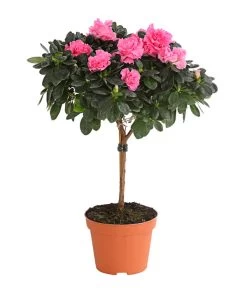 Zimmerazalee - Rhododendron Simsii, Stämmchen 15 Zimmerazalee - Rhododendron Simsii, Stämmchen -Gartenpflanzen Verkauf 8205171 WE FS 005 AzaleeAzaleaStammT13DehnerExpressHerzig