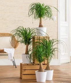 Elefantenfuß - Beaucarnea Recurvarta 6 Elefantenfuß - Beaucarnea Recurvarta -Gartenpflanzen Verkauf 8207946 WE MO 001 BeaucarneaRecurvataT17 CCSeitenbanner 2022 01