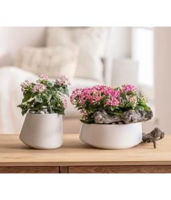 Bouvardie - Bouvardia 10 Bouvardie - Bouvardia -Gartenpflanzen Verkauf 8209389 6915565 WE MO 001 TopfSchaleCassianTaupe