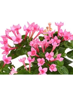 Bouvardie - Bouvardia 11 Bouvardie - Bouvardia -Gartenpflanzen Verkauf 8209389 WE DE 001 BouvardieBourvardiaHybrideT12DehnerExpressHerzig