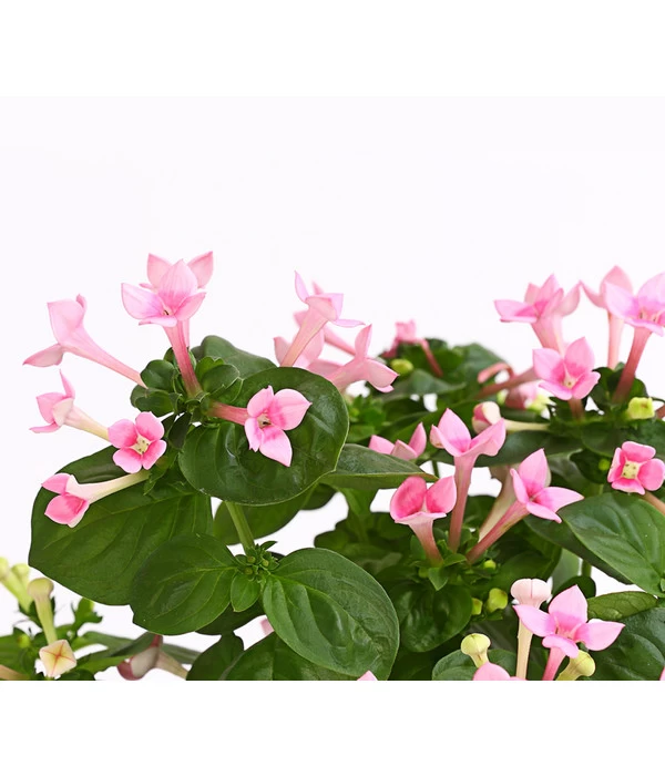 Bouvardie - Bouvardia 6 Bouvardie - Bouvardia – Bild 6