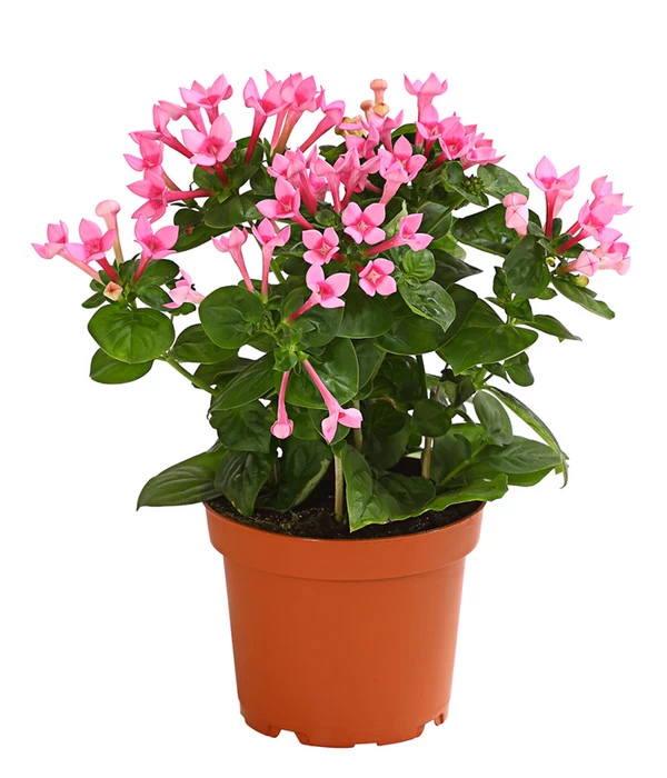 Bouvardie - Bouvardia 1 Bouvardie - Bouvardia