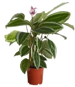 Korbmarante - Calathea Bicajoux 'Gekko'