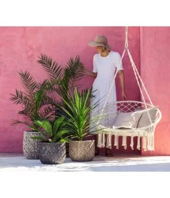 XXL Kanarische Dattelpalme, Ca. 140-160 Cm -Gartenpflanzen Verkauf 8216277 WE MO 001 DracaenaIndivisiaT20