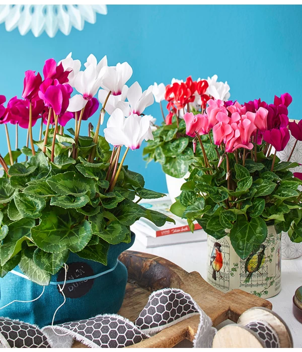 Gartenpflanzen Verkauf -Gartenpflanzen Verkauf 8217804 8218539 8218562 WE MO 001 AlpenveilchenCyclamenTwinRotWeissT12UveSauer