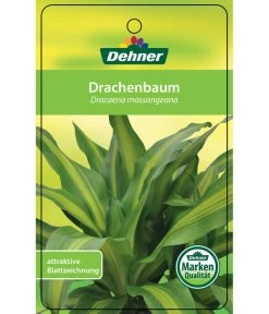 Drachenbaum - Dracaena Fragrans 'Massangeana', Karussell 6 Drachenbaum - Dracaena Fragrans 'Massangeana', Karussell -Gartenpflanzen Verkauf 8218232 Drachenbaum Etikett 1