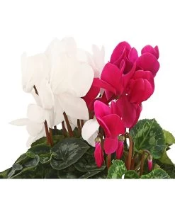 Alpenveilchen-Duo -Gartenpflanzen Verkauf 8218539 PR DE 001 AlpenveilchenCyclamenTwinLilaWeissDehnerHerzig