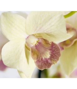 Traubenorchidee - Dendrobium 12 Traubenorchidee - Dendrobium -Gartenpflanzen Verkauf 8219362 PR DE 001 DendrobiumT11DehnerExpressZS