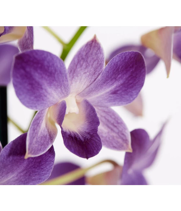 Traubenorchidee - Dendrobium 6 Traubenorchidee - Dendrobium – Bild 6