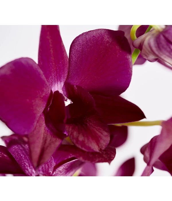 Traubenorchidee - Dendrobium 8 Traubenorchidee - Dendrobium – Bild 8