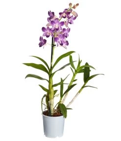 Traubenorchidee - Dendrobium