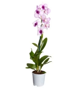 Traubenorchidee - Dendrobium 10 Traubenorchidee - Dendrobium -Gartenpflanzen Verkauf 8219362 PR FS 003 DendrobiumT11DehnerExpressZS