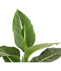 Dieffenbachie - Dieffenbachia Maculata, Verschiedene Sorten -Gartenpflanzen Verkauf 8219560 WE DE DieffenbachieGreenMagicT12