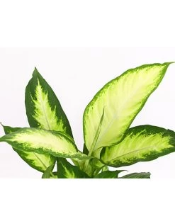 Dieffenbachie - Dieffenbachia Maculata 'Camilla' -Gartenpflanzen Verkauf 8219735 PR DE 001 DieffenbachieDieffenbachiaCamillaT12DehnerExpressHerzig