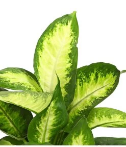 Dieffenbachie - Dieffenbachia Maculata, Verschiedene Sorten -Gartenpflanzen Verkauf 8219818 WE DE 001 DieffenbachieDieffenbachiaMixT12DehnerExpressHerzig