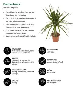 Zimmerpflanzen-Set Drachenhöhle, 4-teilig -Gartenpflanzen Verkauf 8221137 WE IG 001 Drachenbaum