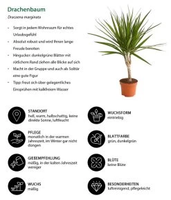 Zimmerpflanzen-Set Drachenhöhle, 4-teilig -Gartenpflanzen Verkauf 8221335 WE IG 001 DrachenbaumDracaenaMarginataStammT11DehnerExpressHerzig