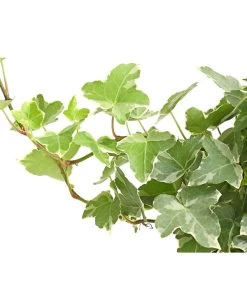 Efeu - Hedera Helix, Weiß/bunt -Gartenpflanzen Verkauf 8224370 WE DE 002 EfeuWeissT9DehnerExpressHerzig