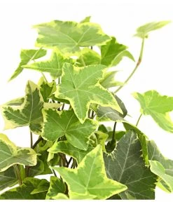 Efeu - Hedera Helix, Weiß/bunt -Gartenpflanzen Verkauf 8224370 WE DE 003 EfeuWeissT9DehnerExpressHerzig