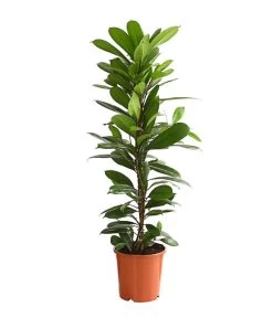 Birkenfeige - Ficus Cyathistipula