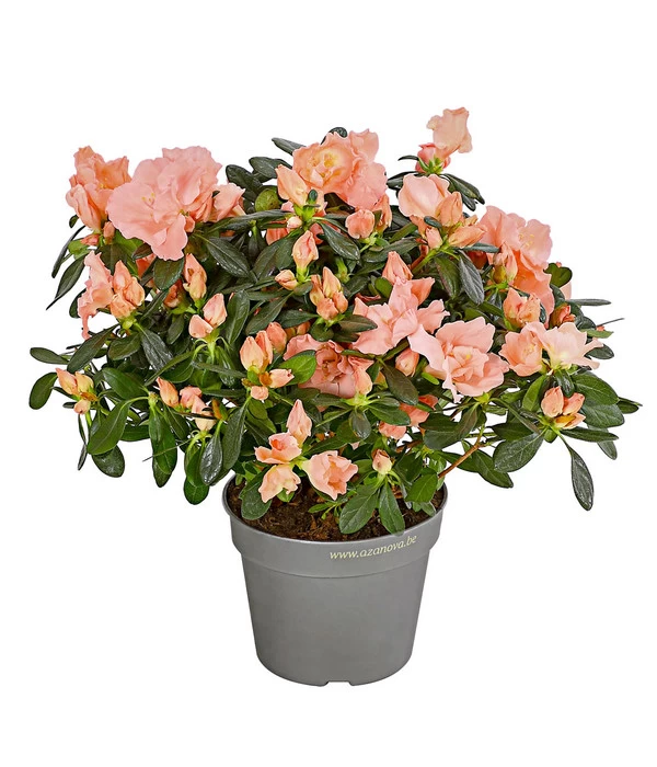 Zimmerazalee - Rhododendron Simsii 'Toshi London' 1 Zimmerazalee - Rhododendron Simsii 'Toshi London'