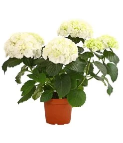 Hortensie - Hydrangea Macrophylla