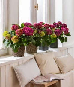 Hortensie - Hydrangea Macrophylla 'Red Beauty®' 6 Hortensie - Hydrangea Macrophylla 'Red Beauty®' -Gartenpflanzen Verkauf 8234429 4439196 4439204 4439212 WE MO 001 HortensieLila