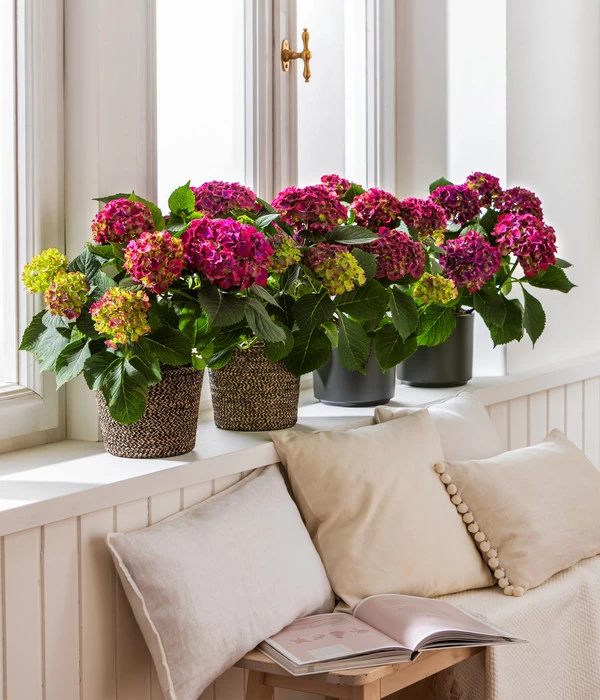 Hortensie - Hydrangea Macrophylla 'Red Beauty®' 3 Hortensie - Hydrangea Macrophylla 'Red Beauty®' – Bild 3