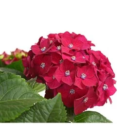 Hortensie - Hydrangea Macrophylla 'Red Beauty®' 7 Hortensie - Hydrangea Macrophylla 'Red Beauty®' -Gartenpflanzen Verkauf 8234429 WE DE 001 HortensieHydrangeaRedBeautyT14DehnerExpressHerzig