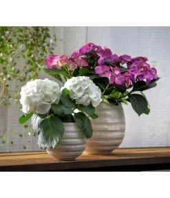 Hortensie - Hydrangea Macrophylla 'Tiffany' -Gartenpflanzen Verkauf 8236648 WE MO 013 8233744 HydrangeamacrophyllaHortensieTiffanyHortensieMidi