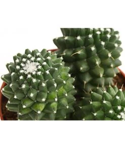 Warzenkaktus - Mammilaria, Verschiedene Sorten 11 Warzenkaktus - Mammilaria, Verschiedene Sorten -Gartenpflanzen Verkauf 8242190 PR DE 001 MammillariaT10 5DehnerExpressHerzig