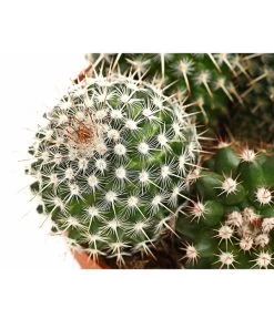 Warzenkaktus - Mammilaria, Verschiedene Sorten 12 Warzenkaktus - Mammilaria, Verschiedene Sorten -Gartenpflanzen Verkauf 8242190 PR DE 002 MammillariaT10 5DehnerExpressHerzig