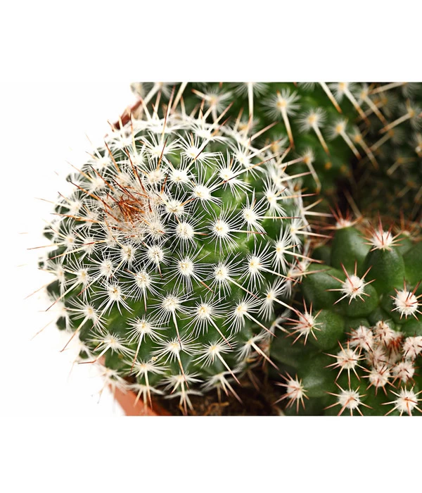 Warzenkaktus - Mammilaria, Verschiedene Sorten 6 Warzenkaktus - Mammilaria, Verschiedene Sorten – Bild 6