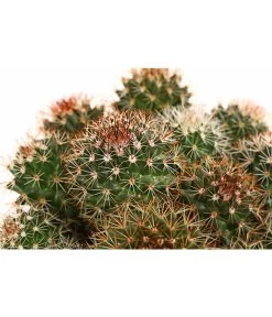 Warzenkaktus - Mammilaria, Verschiedene Sorten 10 Warzenkaktus - Mammilaria, Verschiedene Sorten -Gartenpflanzen Verkauf 8242190 PR DE 003 MammillariaT10 5DehnerExpressHerzig