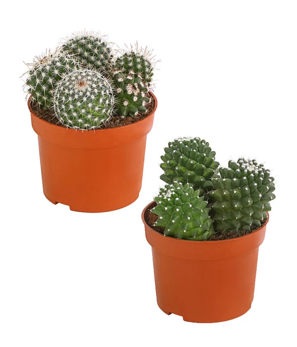 Warzenkaktus - Mammilaria, Verschiedene Sorten 1 Warzenkaktus - Mammilaria, Verschiedene Sorten