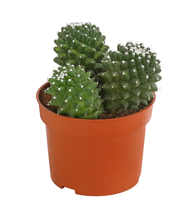 Warzenkaktus - Mammilaria, Verschiedene Sorten 3 Warzenkaktus - Mammilaria, Verschiedene Sorten – Bild 3