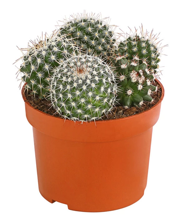 Warzenkaktus - Mammilaria, Verschiedene Sorten 2 Warzenkaktus - Mammilaria, Verschiedene Sorten – Bild 2