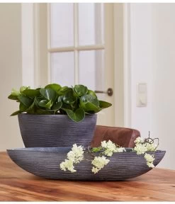 Peperomie - Peperomia Obtusifolia -Gartenpflanzen Verkauf 8243040 PR MO 001 PeperomiaObtusifoliaGPS