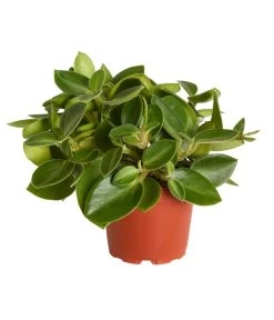 Peperomie - Peperomia Orba 'Pixie Lime'