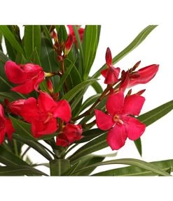 Oleander, Busch -Gartenpflanzen Verkauf 8249302 WE DE 001 OleanderBuschT17RotDehnerExpressHerzig